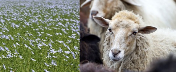 Slow Fashion y Soluciones Basadas en la Naturaleza. Moda Regenerativa SbN y textil. Organiza: NBS Climate y Slow Fashion Next