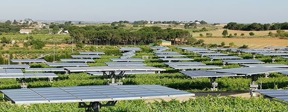 Situación de agrovoltaica: Avances y barreras. Casos prácticos. Organiza: Plataforma por un Nuevo Modelo Energético