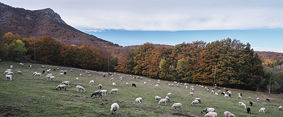 El papel de los municipios rurales en la adaptación climática: del reto a la acción