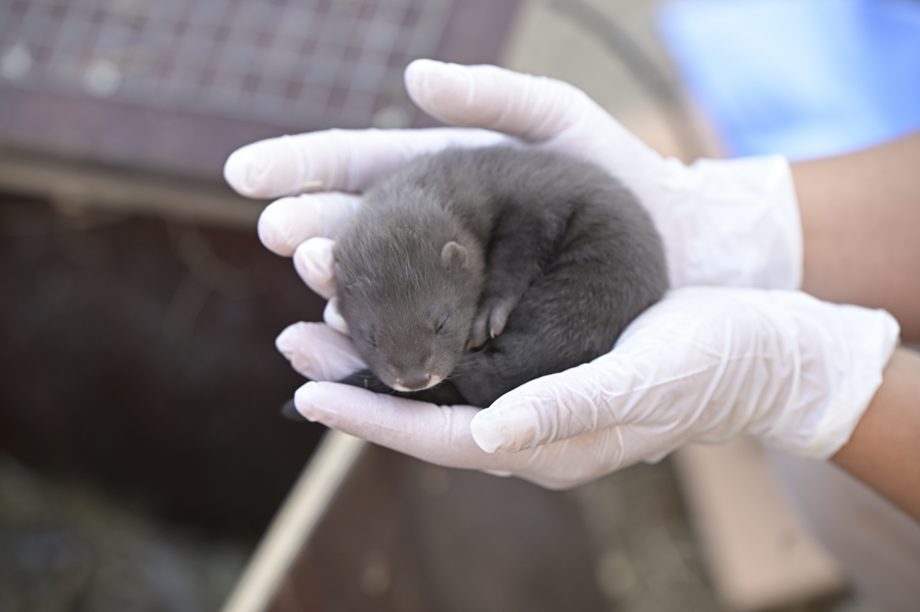 Conservación ex situ del visón europeo (Mustela Lutreola) en el centro de Fieb Foundation en Casarrubios del Monte